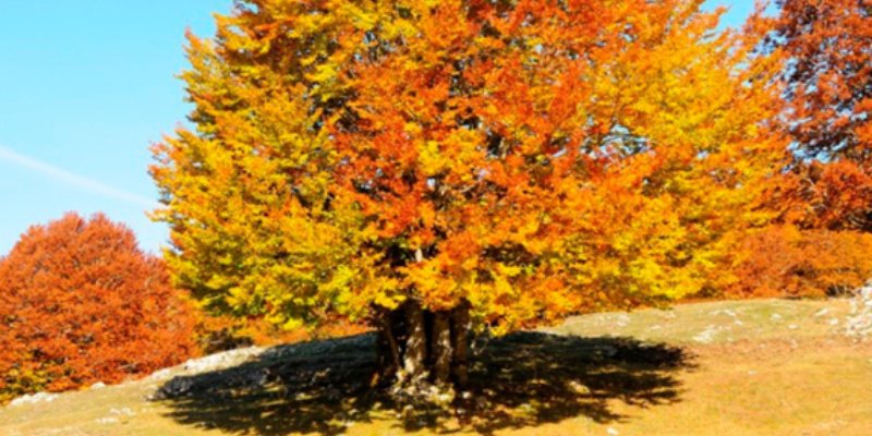 Foliage Monti Simbruini Camerata Vecchia Campo Secco Avventure Nel Mondo