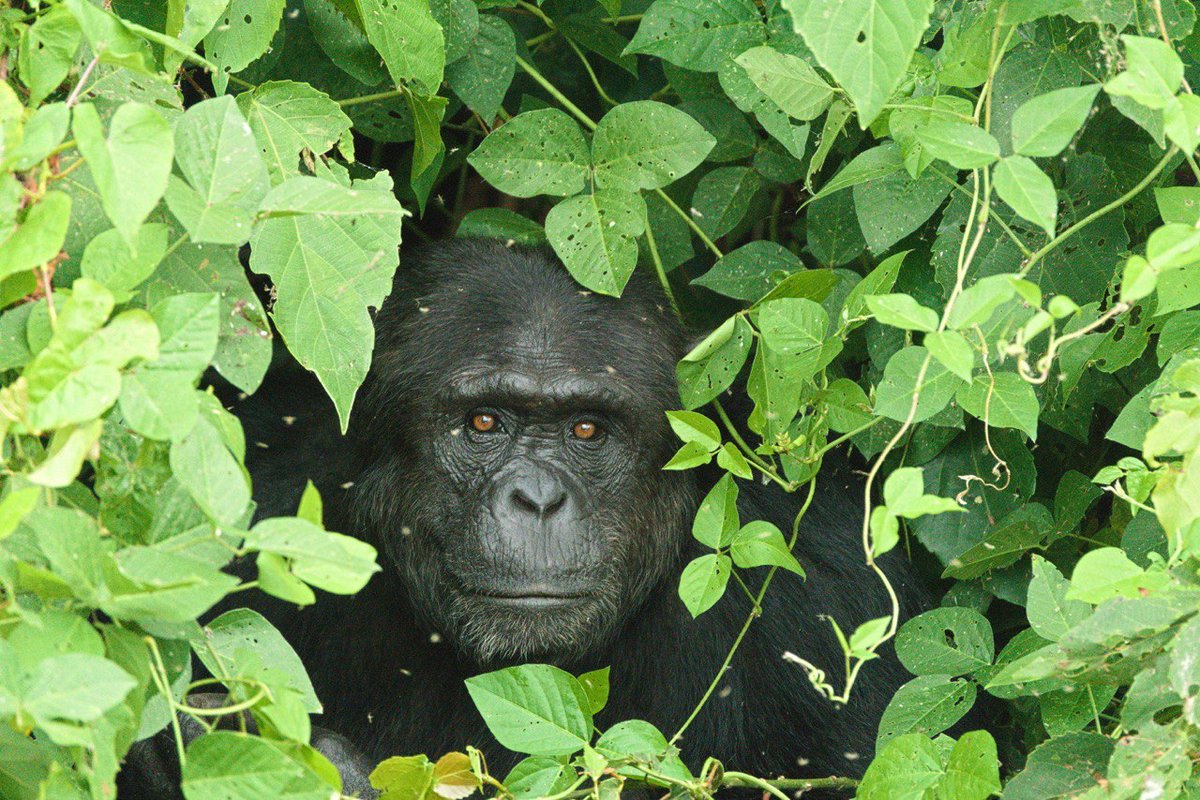 Uganda Gorilla Discovery Avventure Nel Mondo