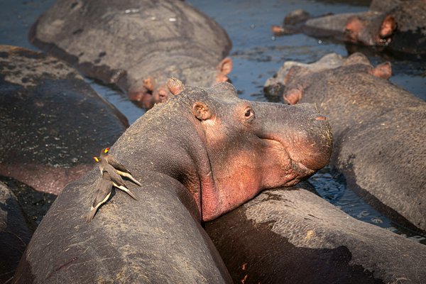 Serengeti | Avventure nel Mondo