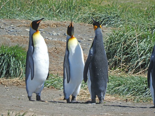 Punta Tombo | Avventure nel Mondo