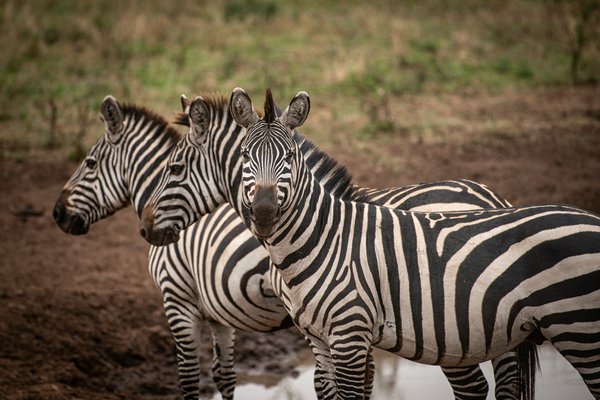 Tarangire | Avventure nel Mondo