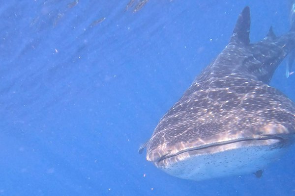 Bagno con lo squalo balena messico | Avventure nel Mondo