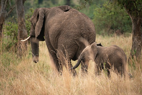 Serengeti | Avventure nel Mondo