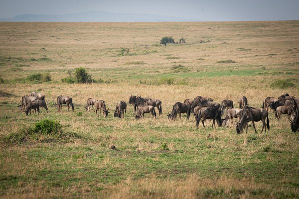 Serengeti | Avventure nel Mondo