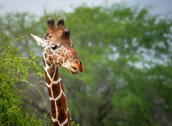 Lake Manyara | Avventure nel Mondo