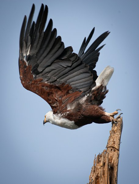 Fishing Eagle | Avventure nel Mondo