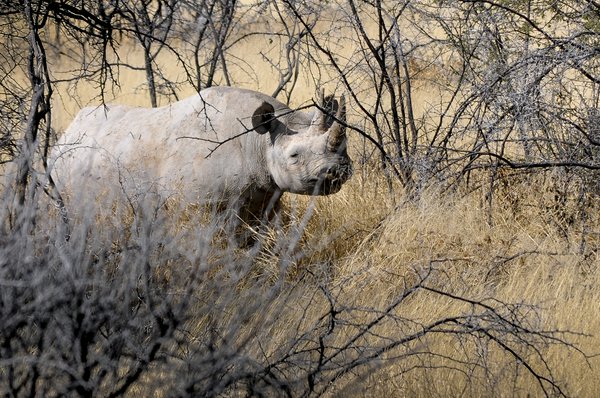 Rinoceronte bianco, Etosha | Avventure nel Mondo