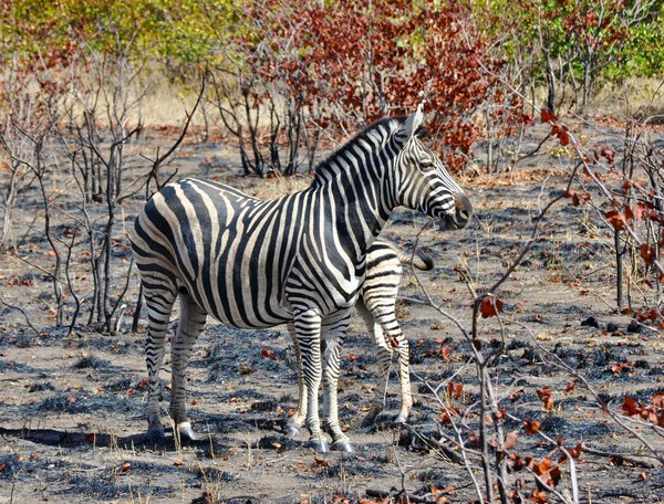 Kruger National Park | Avventure nel Mondo
