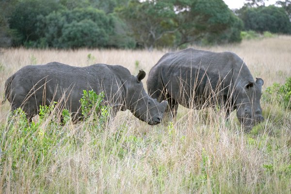 Babanango Game Reserve | Avventure nel Mondo