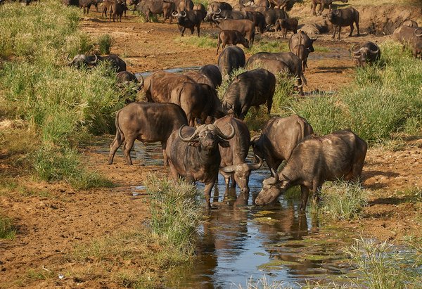 Kruger National Park | Avventure nel Mondo