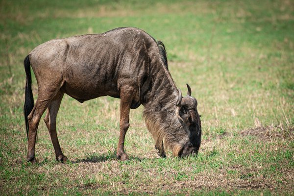 Ngorongoro | Avventure nel Mondo