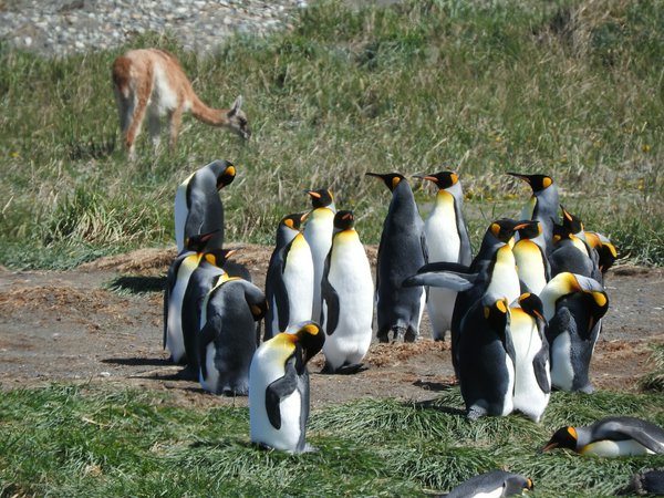 Punta Tombo | Avventure nel Mondo