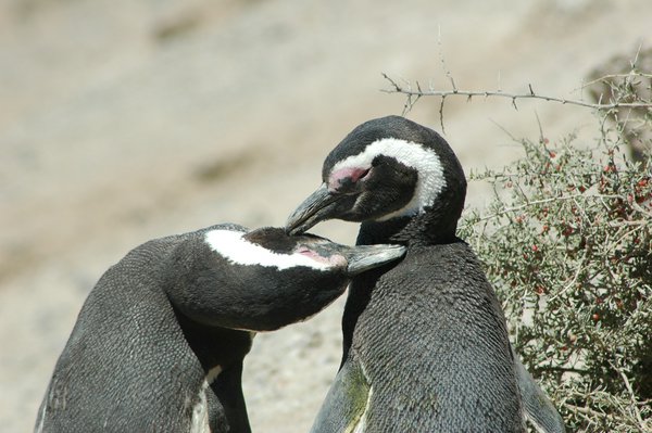 Punta Tombo | Avventure nel Mondo