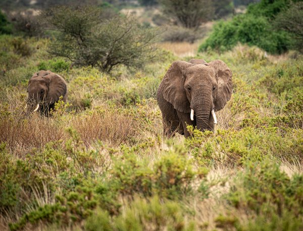 Tarangire | Avventure nel Mondo