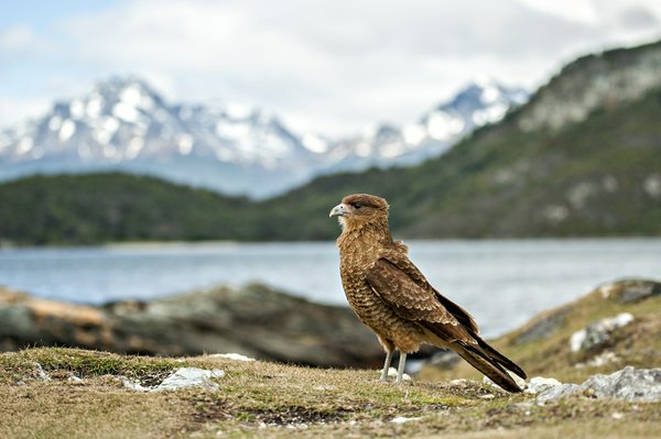 Penisola di Valdez | Avventure nel Mondo