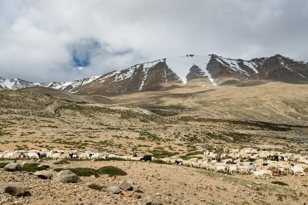 natura_ladakh_india | Avventure nel Mondo